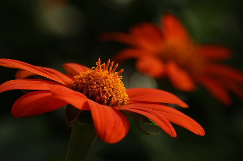 Botanical Garden